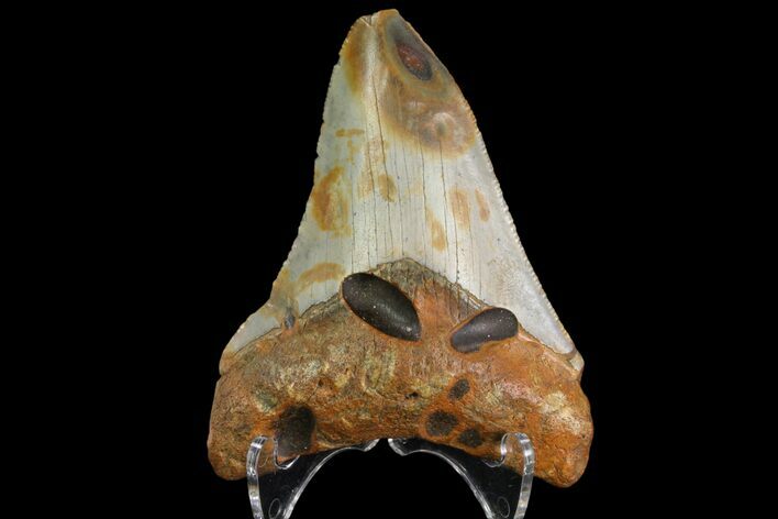 Bargain, Fossil Megalodon Tooth - North Carolina #83890